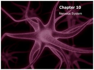 Chapter 10 Nervous System 