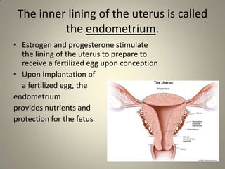 The inner lining of the uterus is called
          the endometrium.
• Estrogen and progesterone stimulate
  the lining of the uterus to prepare to
  receive a fertilized egg upon conception
• Upon implantation of
  a fertilized egg, the
endometrium
provides nutrients and
protection for the fetus
 
