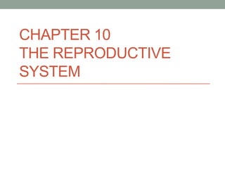 CHAPTER 10
THE REPRODUCTIVE
SYSTEM
 