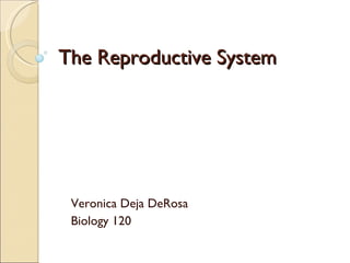 The Reproductive System Veronica Deja DeRosa Biology 120 