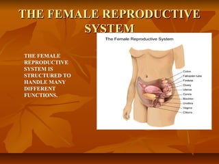THE FEMALE REPRODUCTIVETHE FEMALE REPRODUCTIVE
SYSTEMSYSTEM
THE FEMALE
REPRODUCTIVE
SYSTEM IS
STRUCTURED TO
HANDLE MANY
DIFFERENT
FUNCTIONS.
 