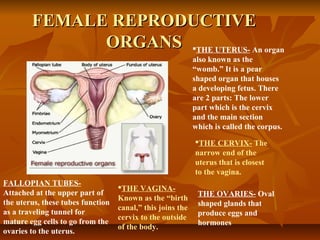 FEMALE REPRODUCTIVEFEMALE REPRODUCTIVE
ORGANSORGANS THE UTERUS- An organ
also known as the
“womb.” It is a pear
shaped organ that houses
a developing fetus. There
are 2 parts: The lower
part which is the cervix
and the main section
which is called the corpus.
THE CERVIX- The
narrow end of the
uterus that is closest
to the vagina.
THE VAGINA-
Known as the “birth
canal,” this joins the
cervix to the outside
of the body.
THE OVARIES- Oval
shaped glands that
produce eggs and
hormones
FALLOPIAN TUBES-
Attached at the upper part of
the uterus, these tubes function
as a traveling tunnel for
mature egg cells to go from the
ovaries to the uterus.
 