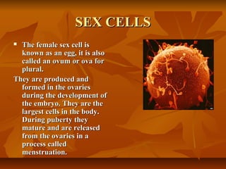 SEX CELLSSEX CELLS
 The female sex cell isThe female sex cell is
known as an egg, it is alsoknown as an egg, it is also
called an ovum or ova forcalled an ovum or ova for
plural.plural.
They are produced andThey are produced and
formed in the ovariesformed in the ovaries
during the development ofduring the development of
the embryo. They are thethe embryo. They are the
largest cells in the body.largest cells in the body.
During puberty theyDuring puberty they
mature and are releasedmature and are released
from the ovaries in afrom the ovaries in a
process calledprocess called
menstruation.menstruation.
 