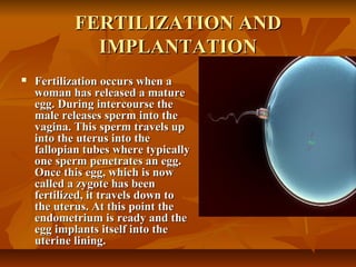 FERTILIZATION ANDFERTILIZATION AND
IMPLANTATIONIMPLANTATION
 Fertilization occurs when aFertilization occurs when a
woman has released a maturewoman has released a mature
egg. During intercourse theegg. During intercourse the
male releases sperm into themale releases sperm into the
vagina. This sperm travels upvagina. This sperm travels up
into the uterus into theinto the uterus into the
fallopian tubes where typicallyfallopian tubes where typically
one sperm penetrates an egg.one sperm penetrates an egg.
Once this egg, which is nowOnce this egg, which is now
called a zygote has beencalled a zygote has been
fertilized, it travels down tofertilized, it travels down to
the uterus. At this point thethe uterus. At this point the
endometrium is ready and theendometrium is ready and the
egg implants itself into theegg implants itself into the
uterine lining.uterine lining.
 