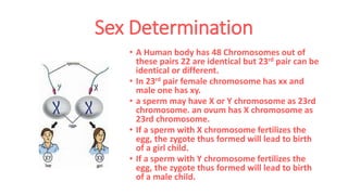 Sex Determination
• A Human body has 48 Chromosomes out of
these pairs 22 are identical but 23rd pair can be
identical or different.
• In 23rd pair female chromosome has xx and
male one has xy.
• a sperm may have X or Y chromosome as 23rd
chromosome. an ovum has X chromosome as
23rd chromosome.
• If a sperm with X chromosome fertilizes the
egg, the zygote thus formed will lead to birth
of a girl child.
• If a sperm with Y chromosome fertilizes the
egg, the zygote thus formed will lead to birth
of a male child.
 