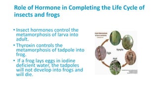 Role of Hormone in Completing the Life Cycle of
insects and frogs
• Insect hormones control the
metamorphosis of larva into
adult.
• Thyroxin controls the
metamorphosis of tadpole into
frog.
• If a frog lays eggs in iodine
deficient water, the tadpoles
will not develop into frogs and
will die.
 