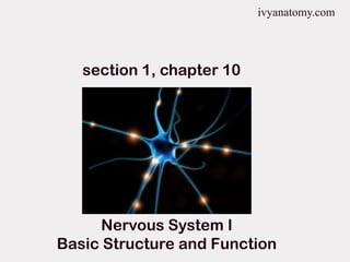 ivyanatomy.com

section 1, chapter 10

Nervous System I
Basic Structure and Function

 