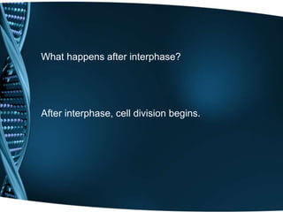 What happens after interphase?
After interphase, cell division begins.
 