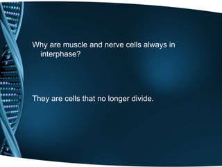 Why are muscle and nerve cells always in
interphase?
They are cells that no longer divide.
 