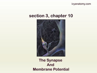 ivyanatomy.com

section 3, chapter 10

The Synapse
And
Membrane Potential

 