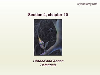 ivyanatomy.com

Section 4, chapter 10

Graded and Action
Potentials

 