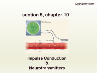 ivyanatomy.com

section 5, chapter 10

Impulse Conduction
&
Neurotransmitters

 