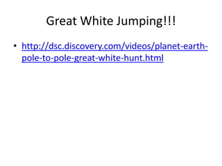 Great White Jumping!!!
• http://dsc.discovery.com/videos/planet-earth-
pole-to-pole-great-white-hunt.html
 