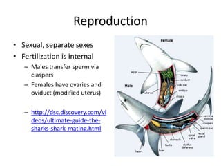 Reproduction
• Sexual, separate sexes
• Fertilization is internal
– Males transfer sperm via
claspers
– Females have ovaries and
oviduct (modified uterus)
– http://dsc.discovery.com/vi
deos/ultimate-guide-the-
sharks-shark-mating.html
 