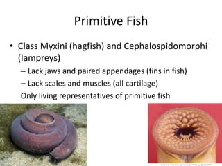 Primitive Fish
• Class Myxini (hagfish) and Cephalospidomorphi
(lampreys)
– Lack jaws and paired appendages (fins in fish)
– Lack scales and muscles (all cartilage)
Only living representatives of primitive fish
 