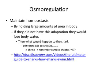 Osmoregulation
• Maintain homeostasis
– By holding large amounts of urea in body
– If they did not have this adaptation they would
lose body water.
• Then what would happen to the shark
– Dehydrate and cells would………
» Shrink -> remember osmosis chapter?????
– http://dsc.discovery.com/videos/the-ultimate-
guide-to-sharks-how-sharks-swim.html
 