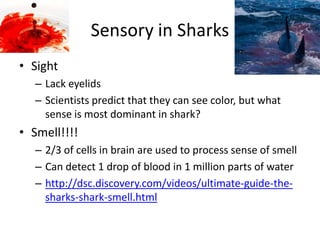 Sensory in Sharks
• Sight
– Lack eyelids
– Scientists predict that they can see color, but what
sense is most dominant in shark?
• Smell!!!!
– 2/3 of cells in brain are used to process sense of smell
– Can detect 1 drop of blood in 1 million parts of water
– http://dsc.discovery.com/videos/ultimate-guide-the-
sharks-shark-smell.html
 