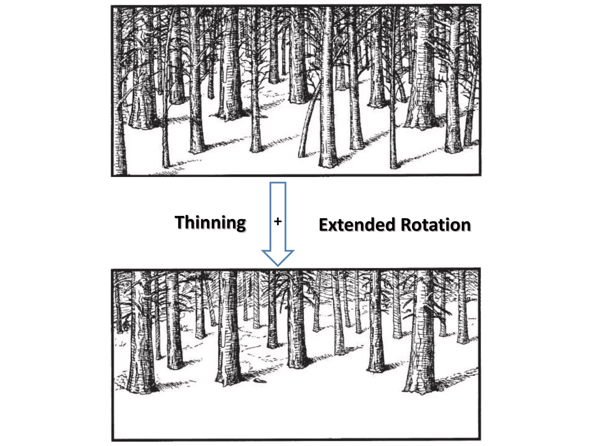 Chapter 10 the role of extended rotations | PPTX | Woodworking | Arts ...