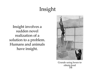 16
Insight
Insight involves a
sudden novel
realization of a
solution to a problem.
Humans and animals
have insight.
Grande using boxes to
obtain food
 