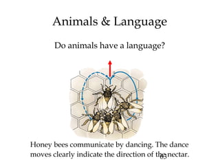 63
Do animals have a language?
Animals & Language
Honey bees communicate by dancing. The dance
moves clearly indicate the direction of the nectar.
 