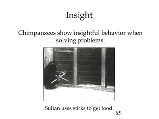 65
Insight
Chimpanzees show insightful behavior when
solving problems.
Sultan uses sticks to get food.
 