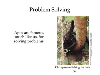 66
Problem Solving
Apes are famous,
much like us, for
solving problems.
Chimpanzee fishing for ants.
CourtesyofJenniferByrne,c/oRichardByrne,
DepartmentofPsychology,UniversityofSt.Andrews,Scotland
 