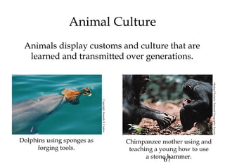 67
Animal Culture
Animals display customs and culture that are
learned and transmitted over generations.
Dolphins using sponges as
forging tools.
Chimpanzee mother using and
teaching a young how to use
a stone hammer.
CopyrightAmandaKCoakes
MichaelNichols/NationalGeographicSociety
 