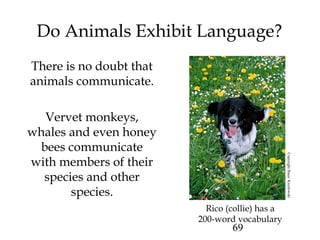 69
Do Animals Exhibit Language?
There is no doubt that
animals communicate.
Vervet monkeys,
whales and even honey
bees communicate
with members of their
species and other
species.
Rico (collie) has a
200-word vocabulary
CopyrightBaus/Kreslowski
 