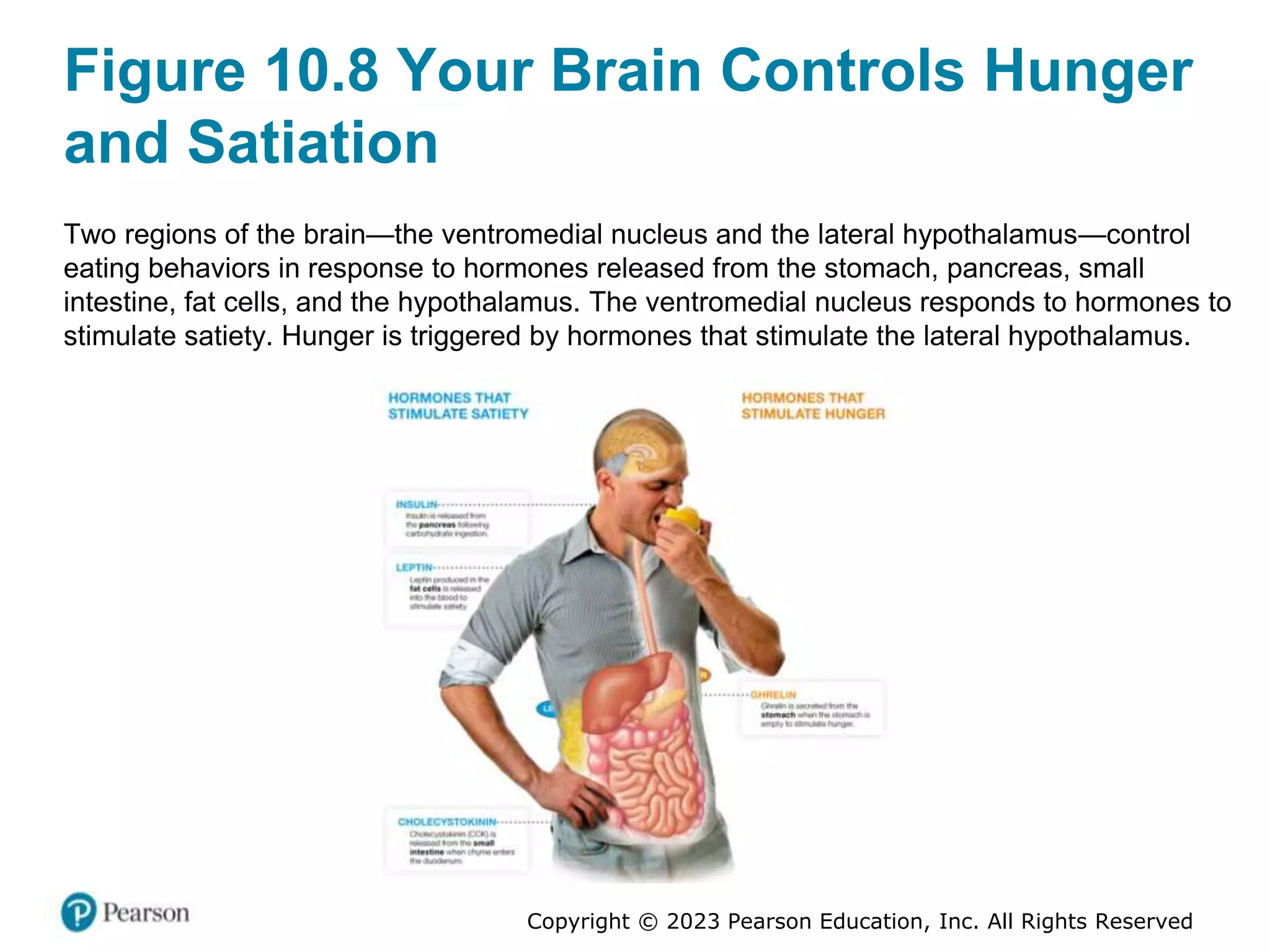 CHAPTER 10 WEIGHT MANAGEMENT.pptx