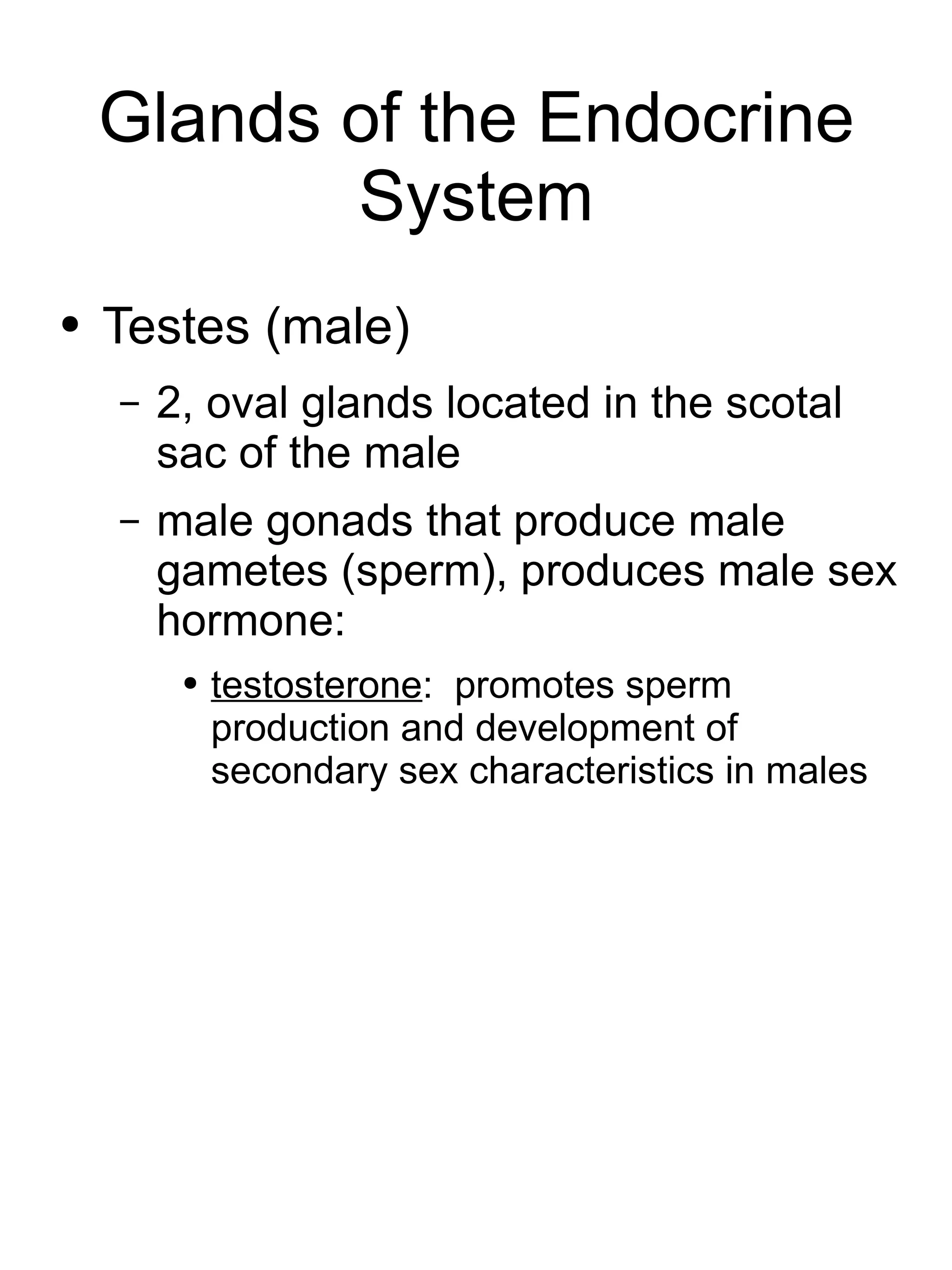 Glands of the Endocrine System Testes (male) 2, oval glands located in the scotal sac of the male male gonads that produce male gametes (sperm), produces male sex hormone: testosterone :  promotes sperm production and development of secondary sex characteristics in males 