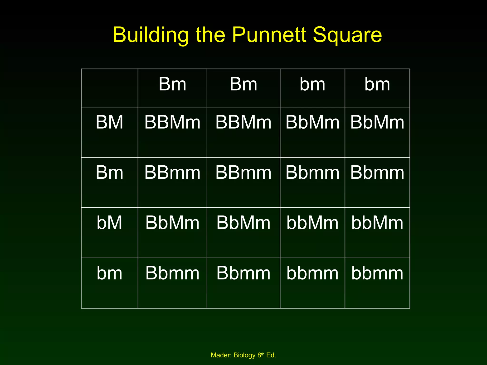 Building the Punnett Square bbmm bbmm Bbmm Bbmm bm bbMm bbMm BbMm BbMm bM Bbmm Bbmm BBmm BBmm Bm BbMm BbMm BBMm BBMm BM bm bm Bm Bm 
