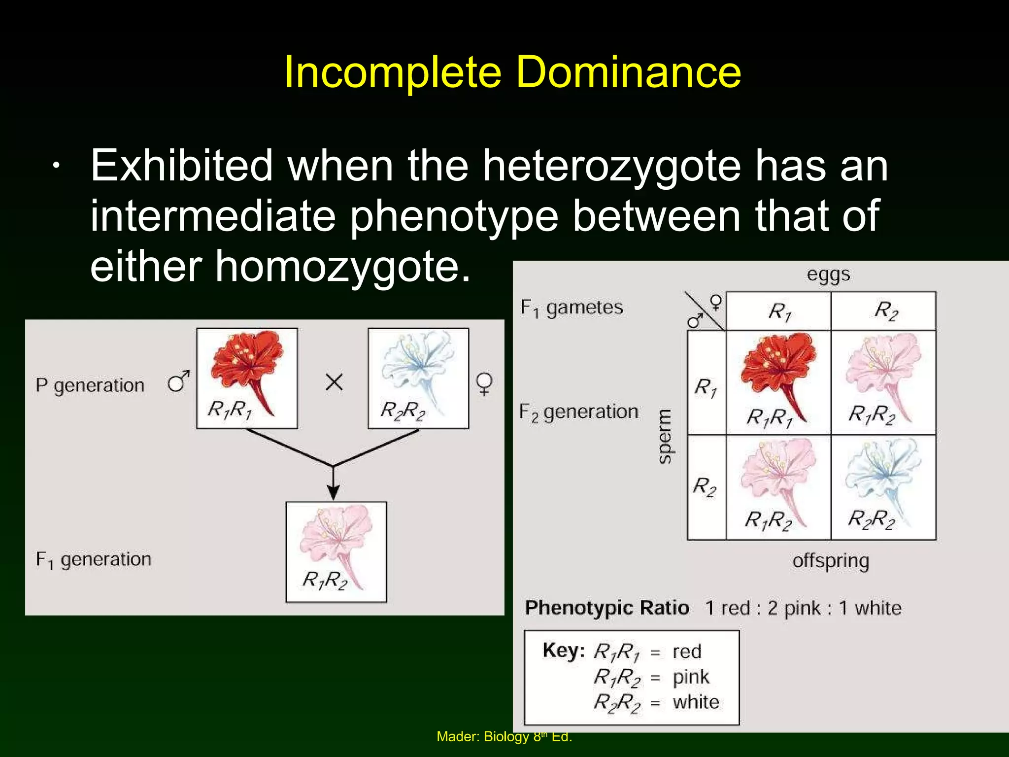 Incomplete Dominance Exhibited when the heterozygote has an intermediate phenotype between that of either homozygote. 