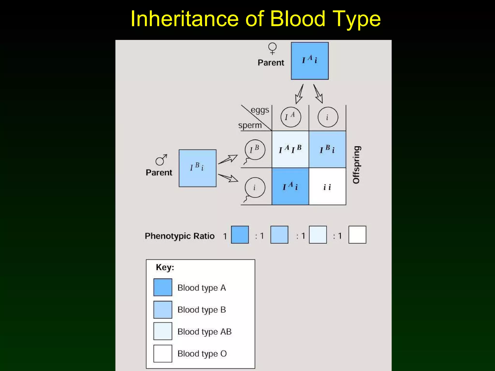 Inheritance of Blood Type 