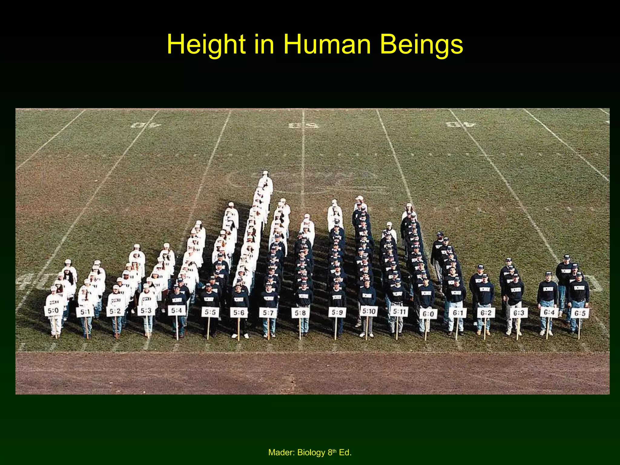 Height in Human Beings 
