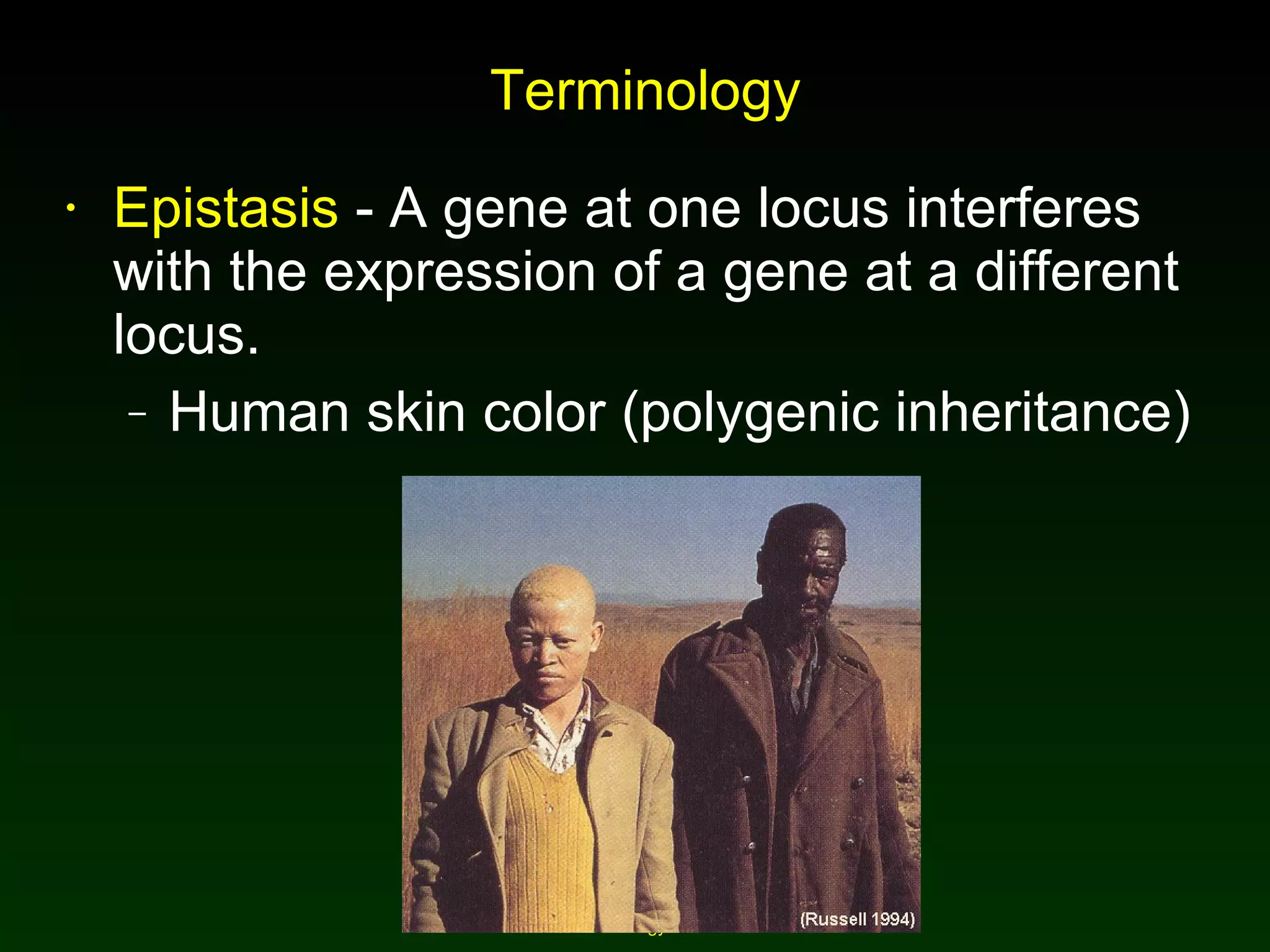 Terminology Epistasis  - A gene at one locus interferes with the expression of a gene at a different locus. Human skin color (polygenic inheritance) 