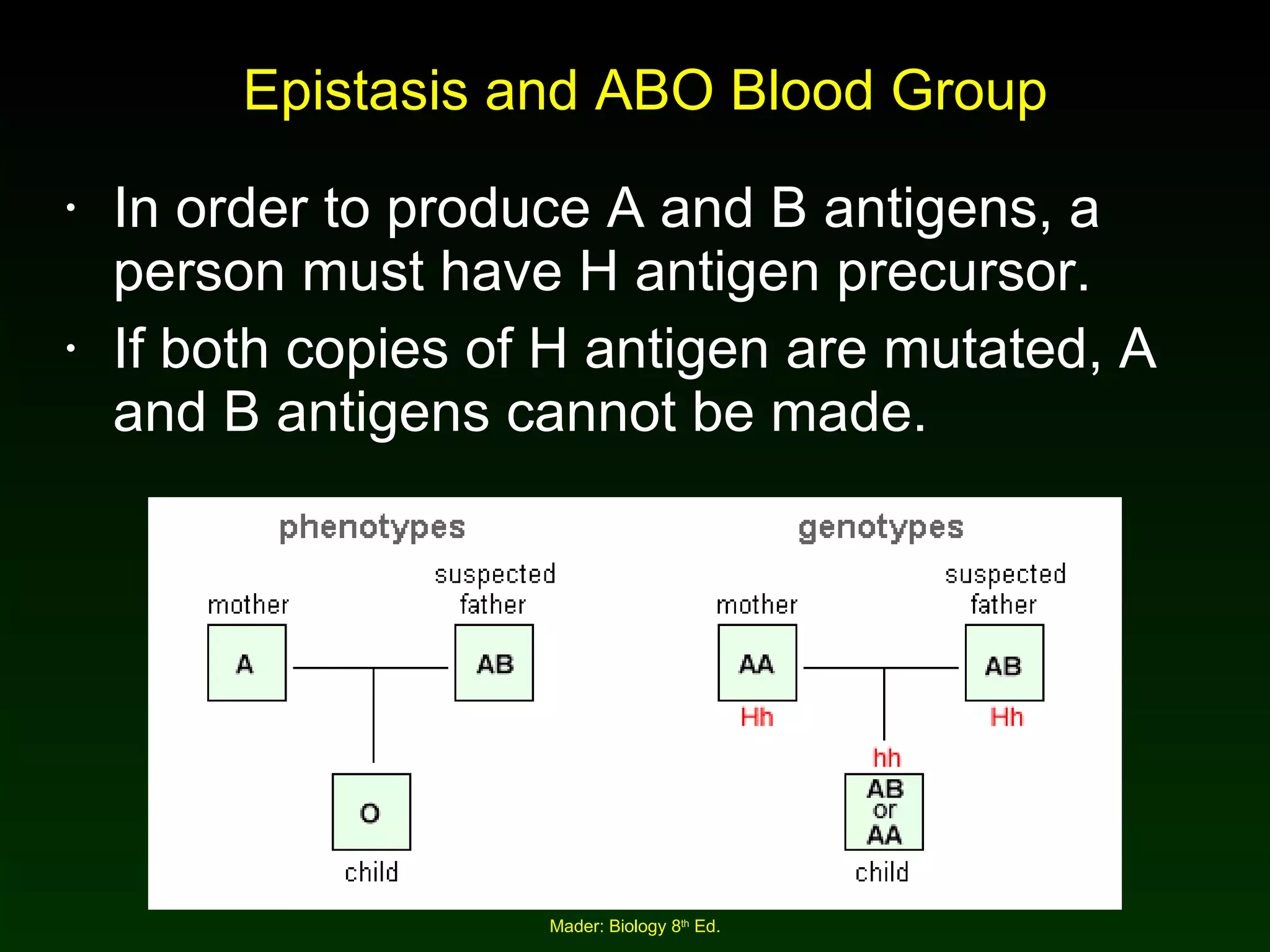 Epistasis and ABO Blood Group In order to produce A and B antigens, a person must have H antigen precursor. If both copies of H antigen are mutated, A and B antigens cannot be made. 
