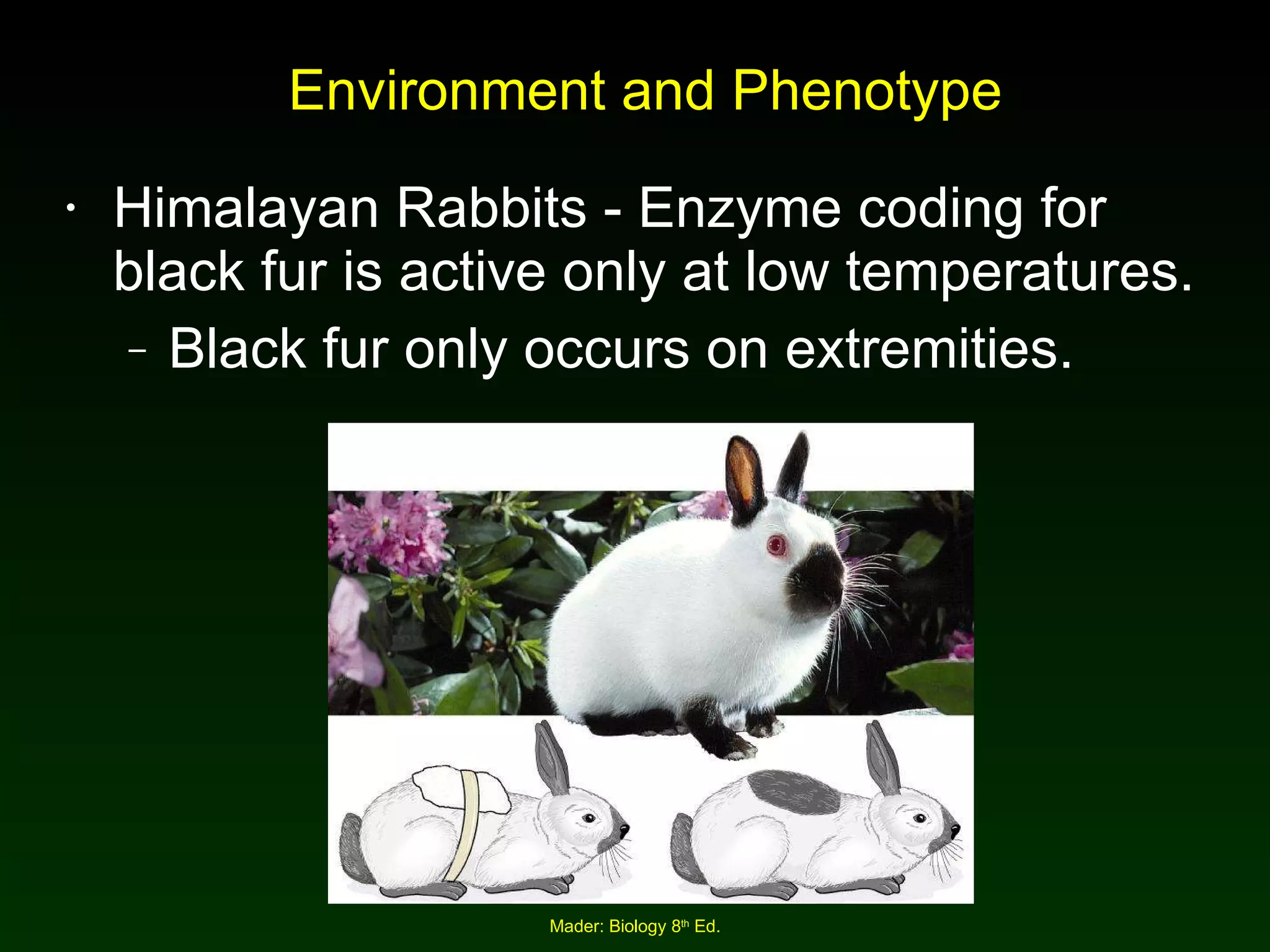 Environment and Phenotype Himalayan Rabbits - Enzyme coding for black fur is active only at low temperatures. Black fur only occurs on extremities. 