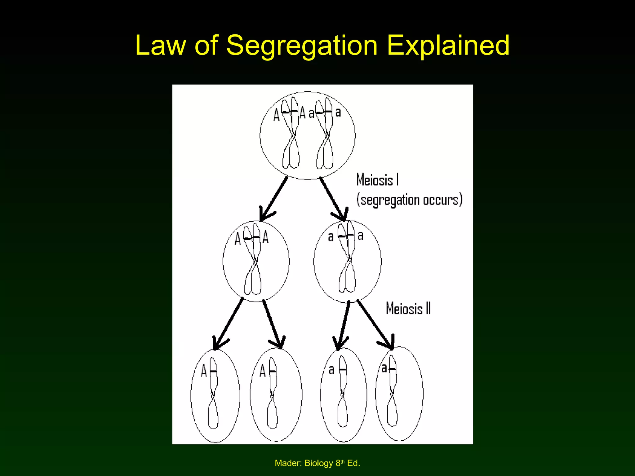 Law of Segregation Explained 