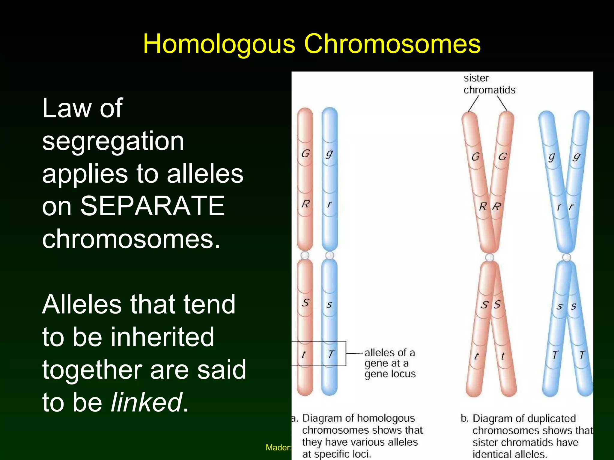 Homologous Chromosomes Law of segregation applies to alleles on SEPARATE chromosomes. Alleles that tend to be inherited together are said to be  linked . 