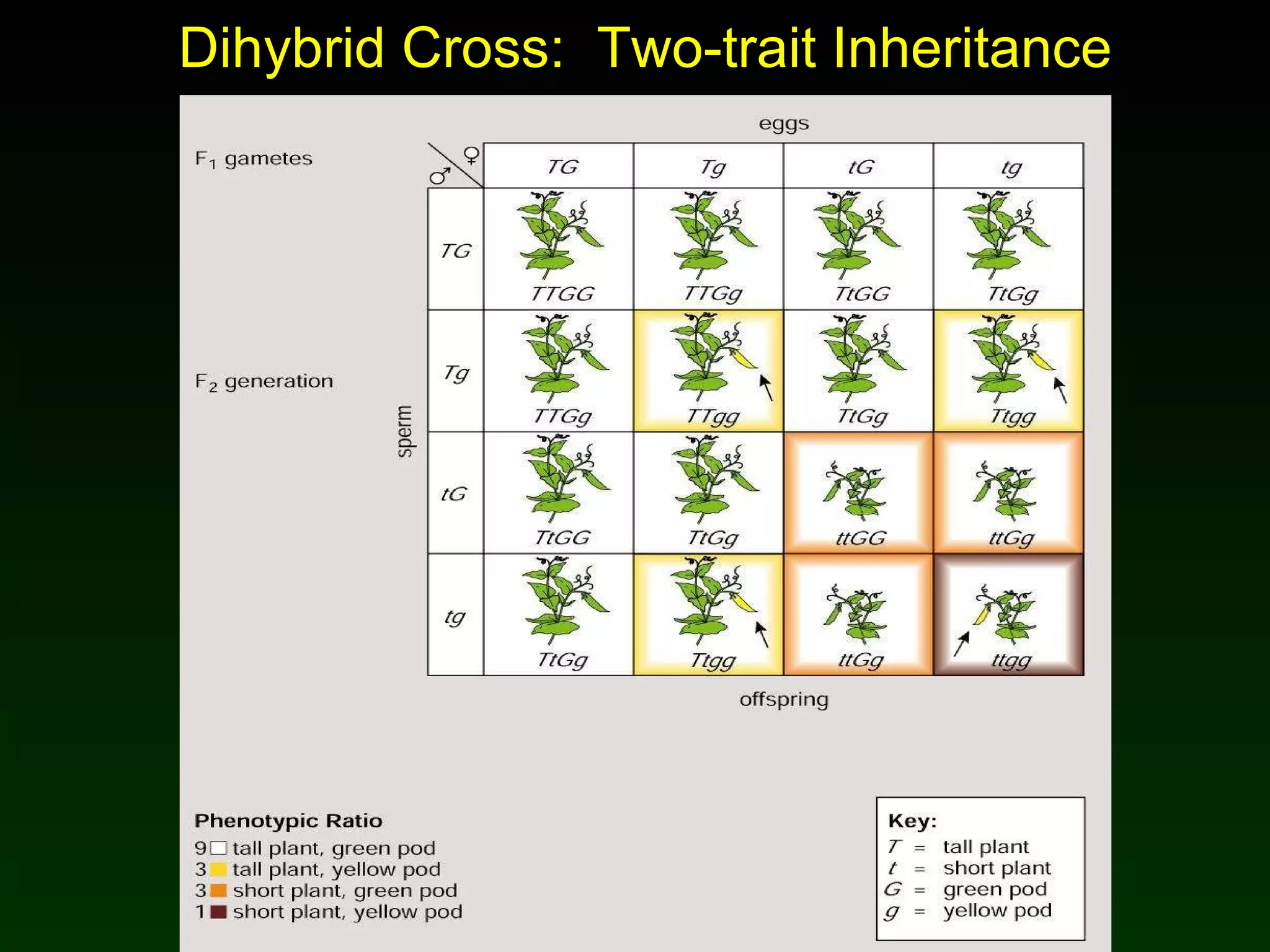 Dihybrid Cross:  Two-trait Inheritance 
