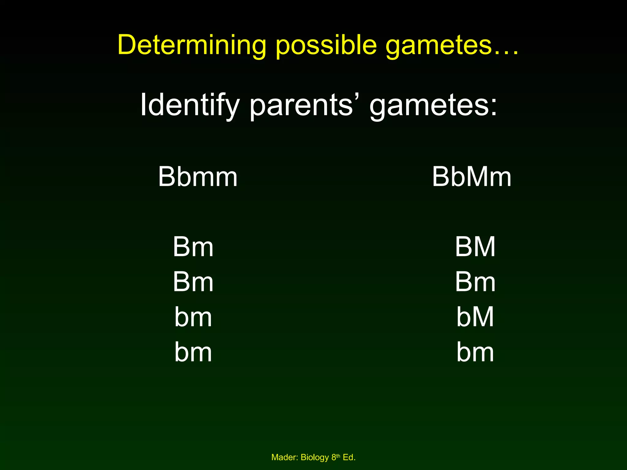 Determining possible gametes… Identify parents’ gametes: Bbmm     BbMm Bm BM Bm Bm bm bM bm bm 