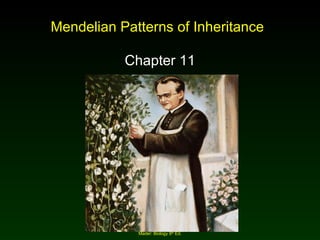 Mendelian Patterns of Inheritance Chapter 11 