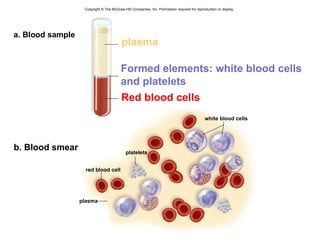 Copyright © The McGraw-Hill Companies, Inc. Permission required for reproduction or display. a. Blood sample plasma white blood cells plasma Formed elements:  white blood cells and platelets Red blood cells platelets red blood cell b. Blood smear 