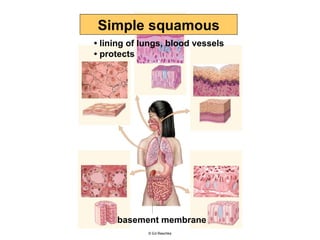 Copyright © The McGraw-Hill Companies, Inc. Permission required for reproduction or display. basement membrane •  lining of lungs, blood vessels •  protects © Ed Reschke Simple squamous 