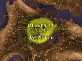 Chapter 11

Cell Division
 