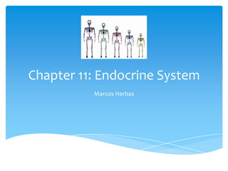Chapter 11: Endocrine System
          Marcos Herbas
 
