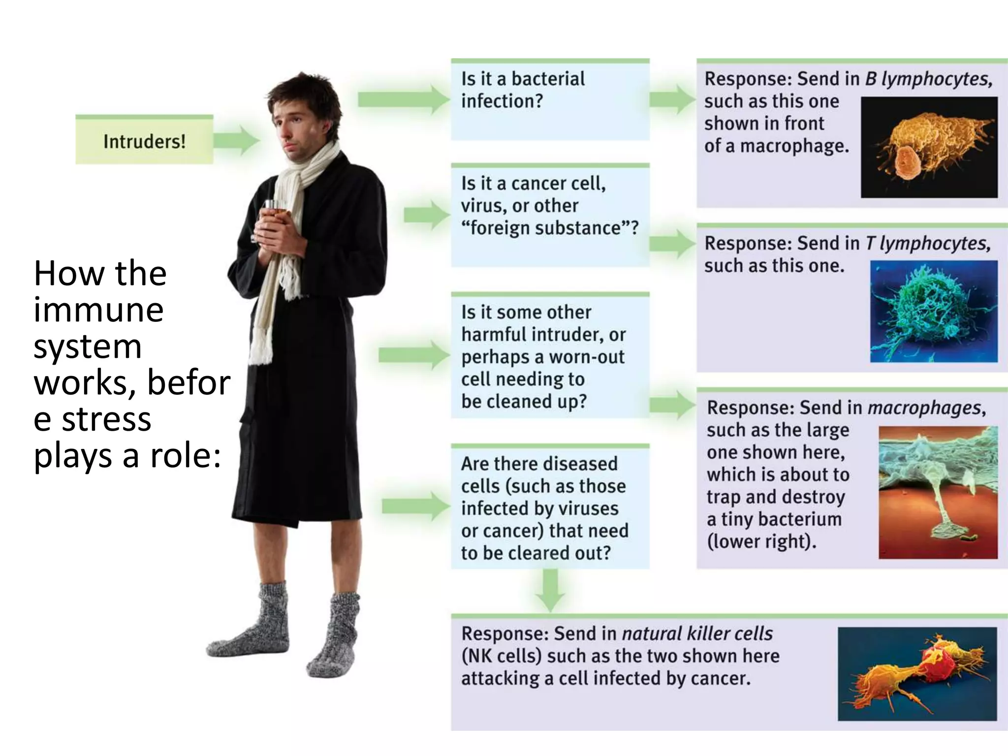 How the
immune
system
works, befor
e stress
plays a role:

 