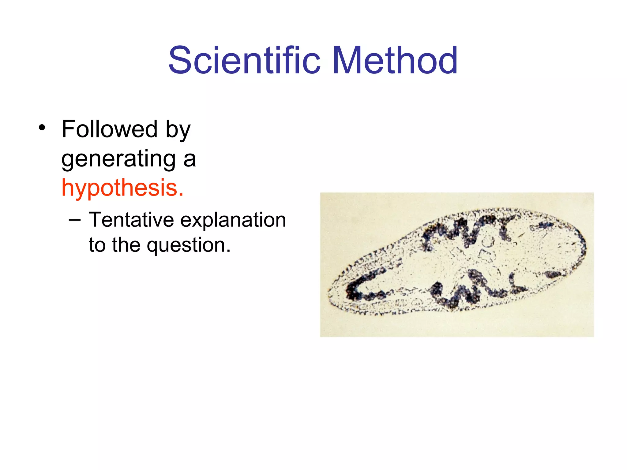 Scientific Method
• Followed by
generating a
hypothesis.
– Tentative explanation
to the question.
 