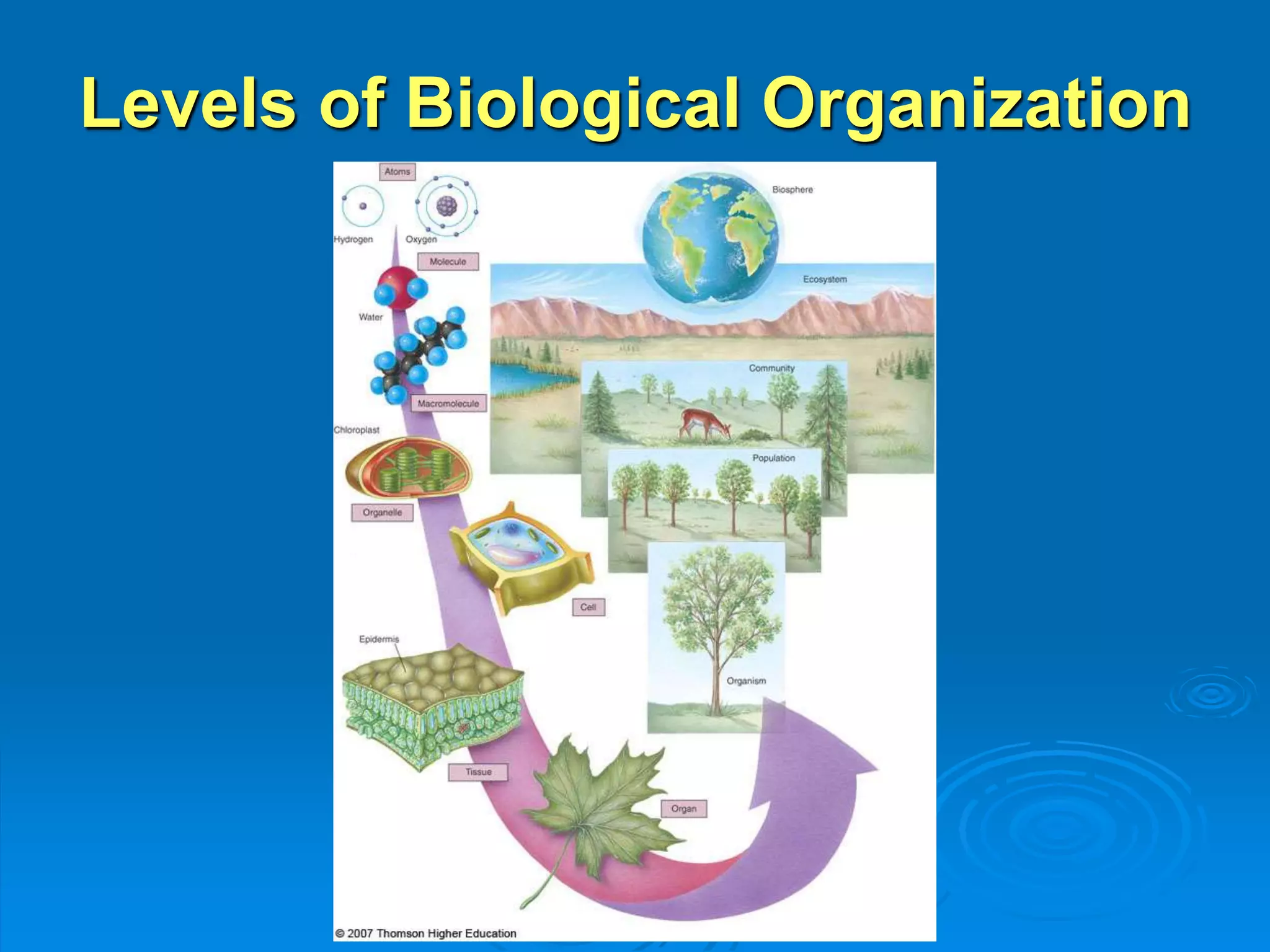 Levels of Biological Organization 
 