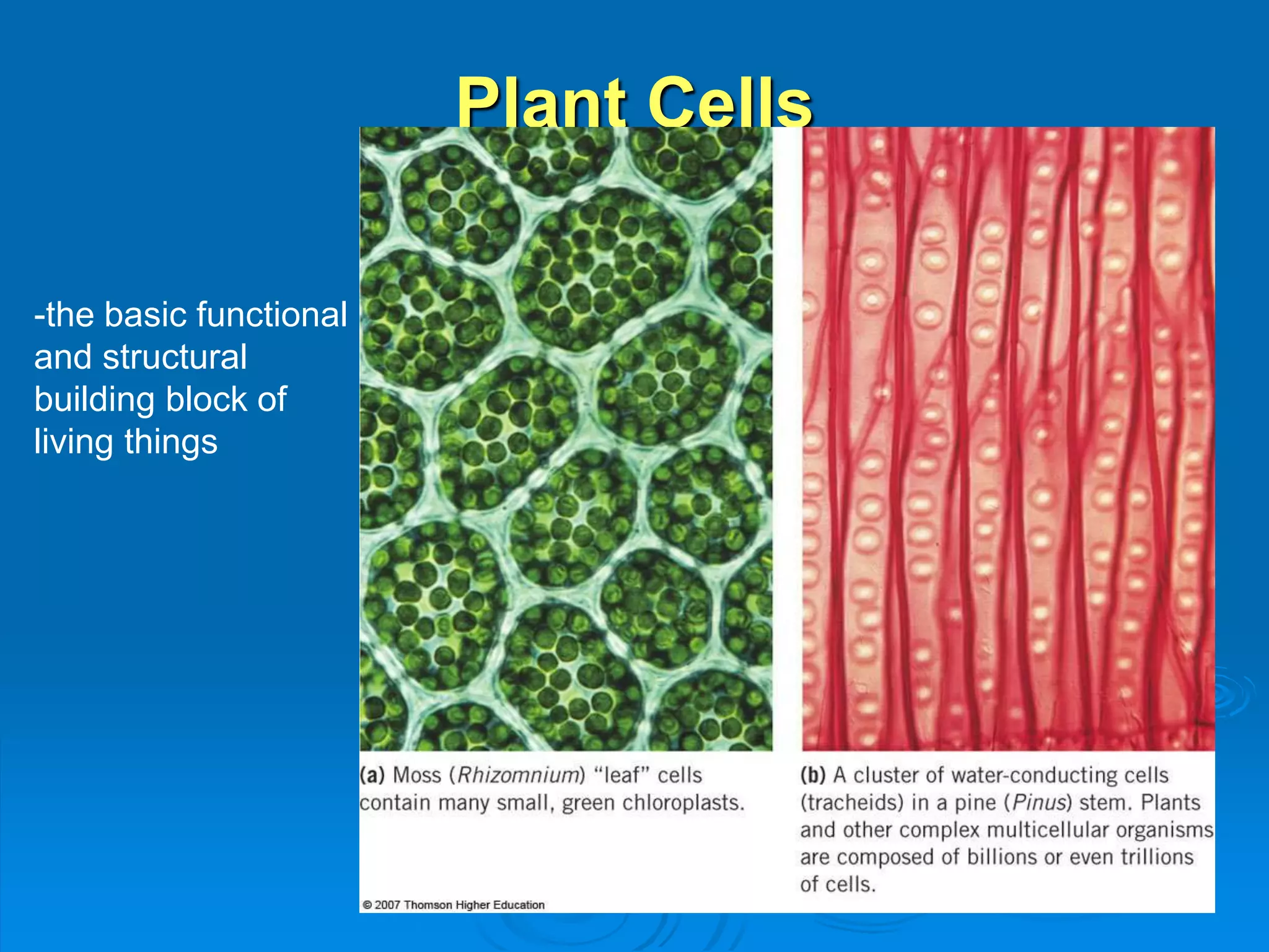 Plant Cells 
-the basic functional 
and structural 
building block of 
living things 
 
